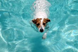 Cane che nuota