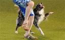 CRUFTS 2011, More4, preview - Telegraph