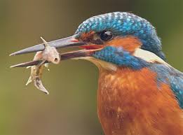 Image result for kingfisher
