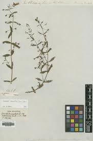 Image result for Limnophila obovata