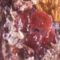 red date scale - Phoenicococcus marlatti (
