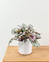 Image result for Begonia crinita