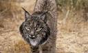 iberian lynx | Tumblr