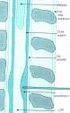 Este <b>ligamento amarillo</b>, que
