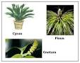 plants belong to <b>gymnosperms</b>