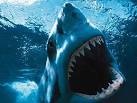 JAWS Pictures and Images