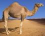 Selling black camels Images?q=tbn:ANd9GcR2ZnrbtxAkyzXhktJ39LF0dsxYuOoqvxmVeySE6BraSWThcMWxZ2A
