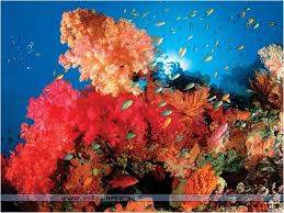 اعماق المحيطات كائنات وصور خيالية  Images?q=tbn:ANd9GcR3056tEW7DMdShIj-v9ItBsf6r1STyEJwAheVjCCYY8UQz2WCp