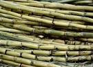 Developing uses for sugar-cane bagasse: biotechnology applied to ...
