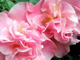 pink flowers Images?q=tbn:ANd9GcR3o_KwMl5kSD2_B9zqoVlb9phAVAQIVz6WJjvl8yBq0InFHpT-