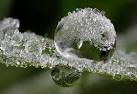 Unbelievable Dew Drops Photography by Alistair Campbell | Wave Avenue