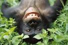 Bonobos Are Genetically Closer