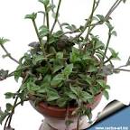 <b>Tradescantia</b> navicularis