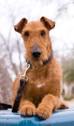 Your Irish Terrier will require combing one to two times a week and ... - jack_3