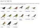 Bird charity RSPB launches Big Birdwatch survey