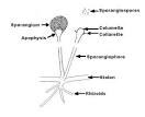 File:Structure of <b>Rhizopus</b> spp