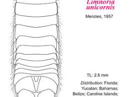 Image result for Limnoria unicornis