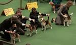 The Frame: 2011 Westminster Kennel Club Dog Show