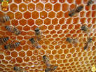 موسوعه كامله عن عسل النحل  وفوائده وخصائصه Images?q=tbn:ANd9GcR7xAIJp9XD8k3yWU3q-2egNz6PfYhueGli7387C5Wf9X1t8NJO92gByRqr