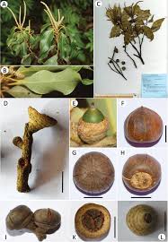 Image result for Lithocarpus vuquangensis