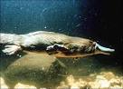 PLATYPUS : Facts, Pictures : Animal Planet