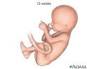 A <b>fetus</b> at 12 weeks can make a