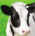 High Conversion Calf Milk Replacer 20/15 from Grober Nutrition ...