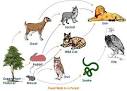 Food Web Explained with Diagram | Tutorvista.