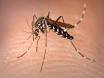 Dengue cases rise in Singapore