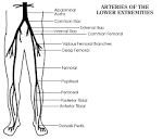 <b>Lower Extremity</b> Resting