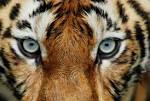 Close Up Of Tiger Face Royalty Free Stock Photo, Pictures, Images ...
