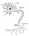 Neurons,Brain Chemistry and Neurotransmission ...