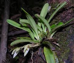 Image result for Maxillaria brachybulbon