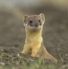 i>M. frenata</i></a>, long-tailed weasel