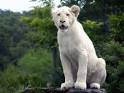 Beautiful WHITE LION Desktop HD Wallpapers