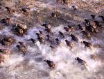 Animals: Stampede African Cape Buffalo Herd, picture nr. 15324