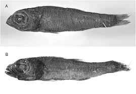 Image result for Epigonus macrops