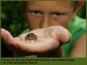More Lesson Plans. Lesson Plans · Wetland Ecology · Migration ... - Frog
