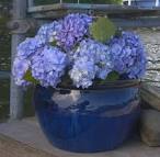 Endless Summer' Hydrangea: Does it live up to the hype? — Cold ...