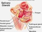 the sub <b>mandibular gland</b>