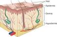 <b>dermis</b>