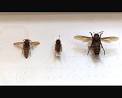 Hornet sightings create a buzz - Natural History Museum