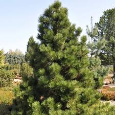 Képtalálat a következőre: „Pinus heldreichii `Lindehof`”