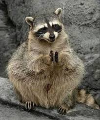 Clapping Racoon