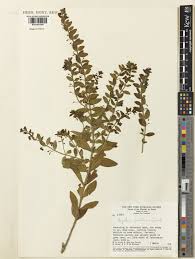 Image result for "Angelonia pratensis"