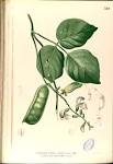 File:<b>Canavalia</b> cathartica
