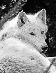 Image result for wolf