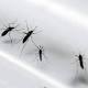 Qué es el zika, el virus que podría circular en Santander - Vanguardia Liberal