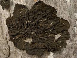 Image result for Collema rechingeri