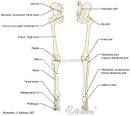 Anatomy of <b>lower extremity</b>